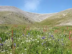 Wildflowers on Cape Lisburne