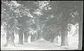 English elm avenue near Windsor, by Edmund F. Arras (1913)