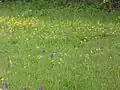 Metfield Meadow
