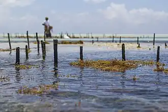 The seaweed grows underwater for 45 days. When it reaches one kilogram it is picked and dried, then packed in bags to be exported to countries like China, Korea, and Vietnam. There, it is used in medicines and shampoos.
