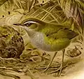 Illustration of Xenicus longipes longipes by John Gerrard Keulemans