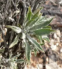 Leaves