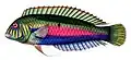 X. splendens illustration
