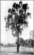 Yarri with man at left, c. 1922