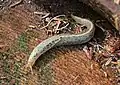 Prophysaon foliolatum (A. Gould, 1851)