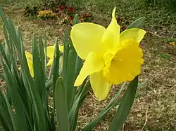 Yellow narcissus flower