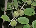 Ziziphus xylopyrus in Hyderabad, India