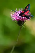 Lateral with open wings