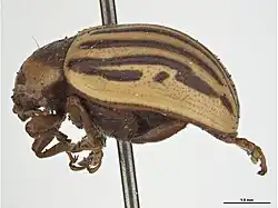 Lateral view