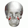 Zygomatic process of maxilla