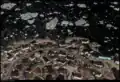 Ilulissat from a plane