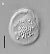 Roombia truncata, filled with rows of ejectisomes