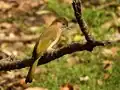 Mountain Bulbul