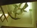 Seahorses (viewed from below) by Susan Mohl Powers